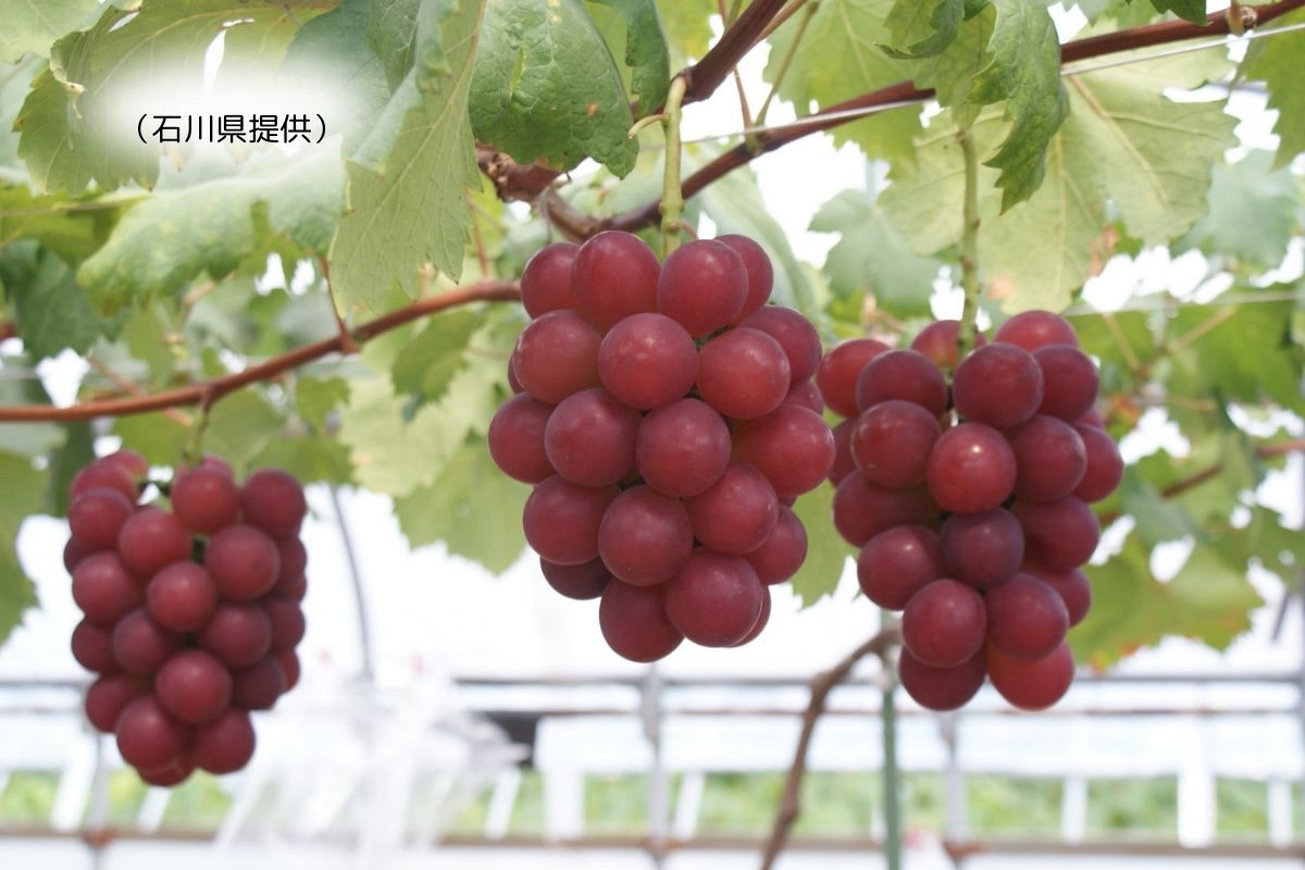 石川県開発のルビーロマン韓国流出「徹底的に戦う」と言うけれど　難航する保護の事情：中日新聞Web