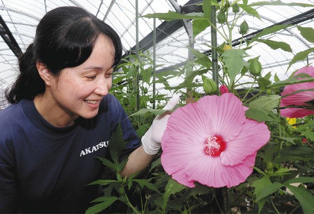 料理に使って タイタンビカス 津の赤塚植物園が販売本格化 中日新聞web