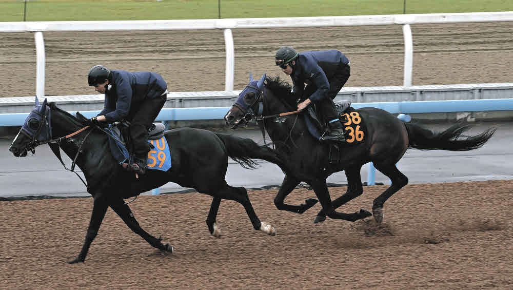 ラジオNIKKEI賞追い切り】レーヴブリリアント4馬身追走