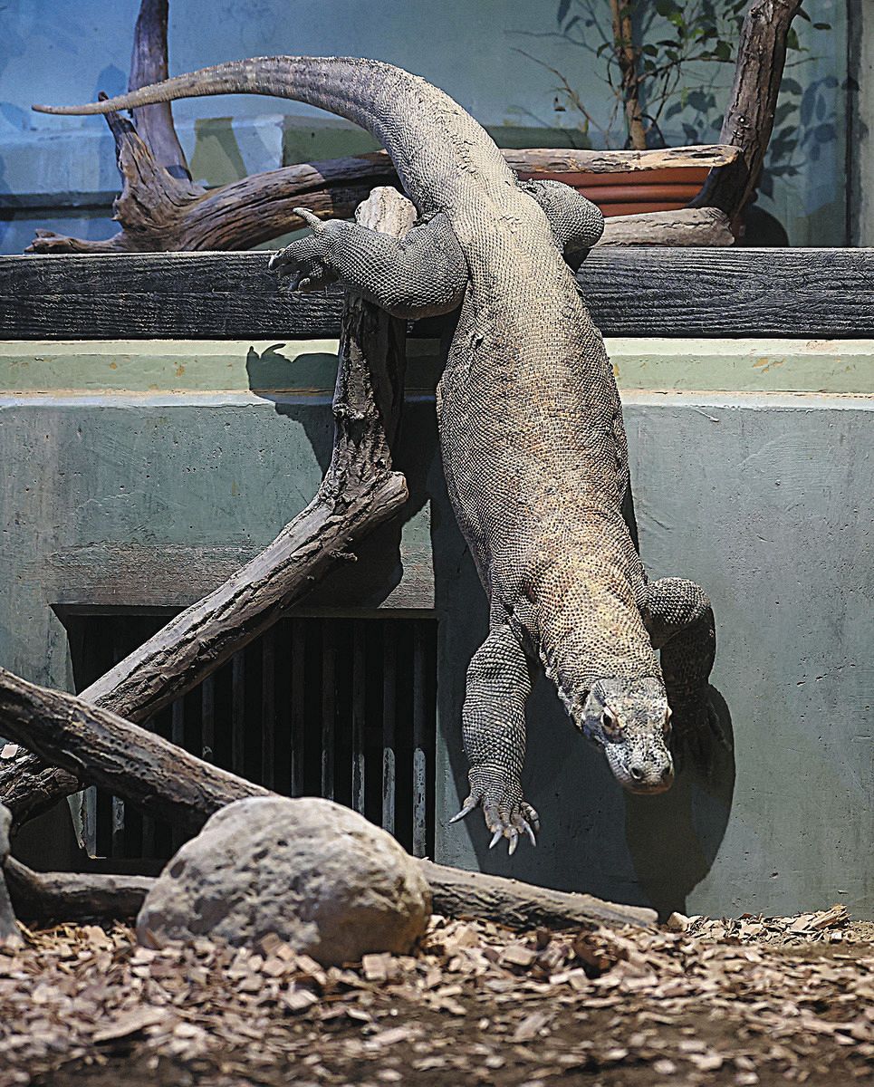 動画】のっそのっそ、ぺろり…コモドドラゴン「タロウ」23日一般公開