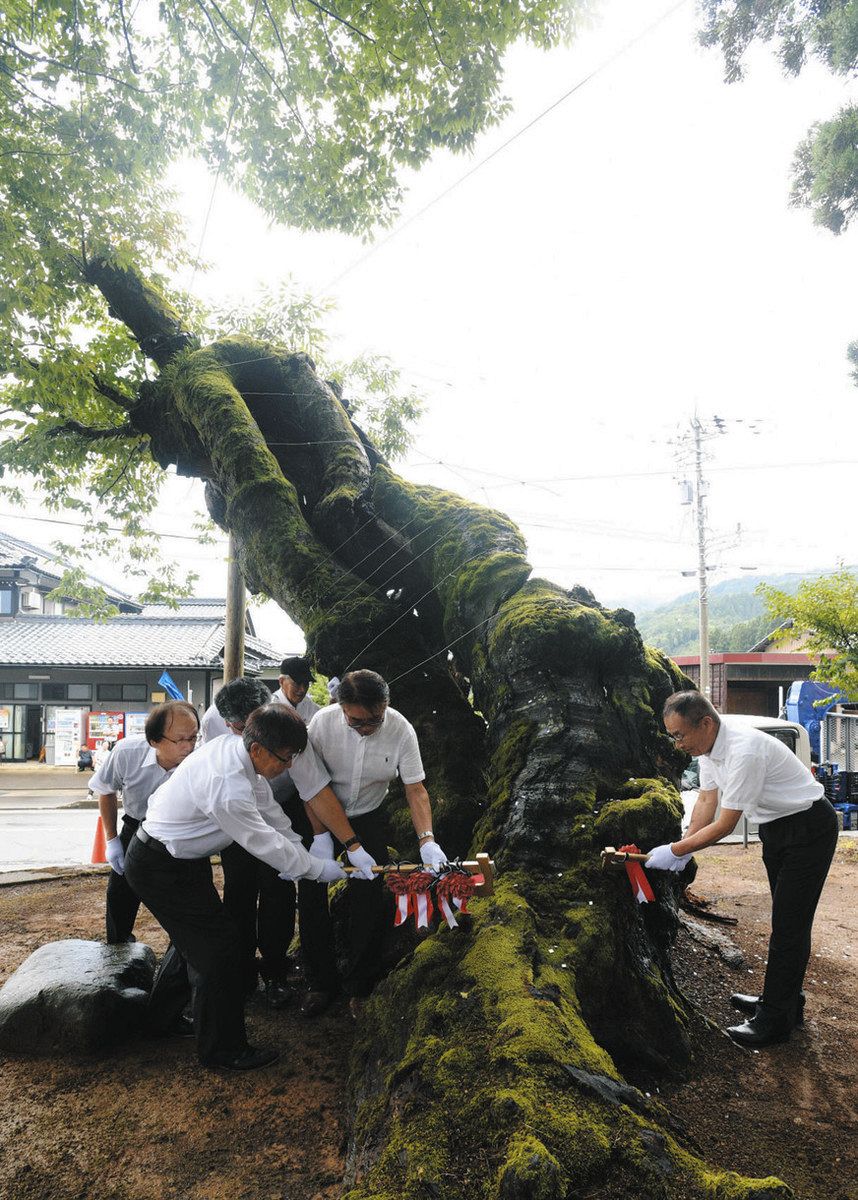 樹齢800年ケヤキ伐採へ 末町（福井市）でお別れ会：日刊県民福井Web