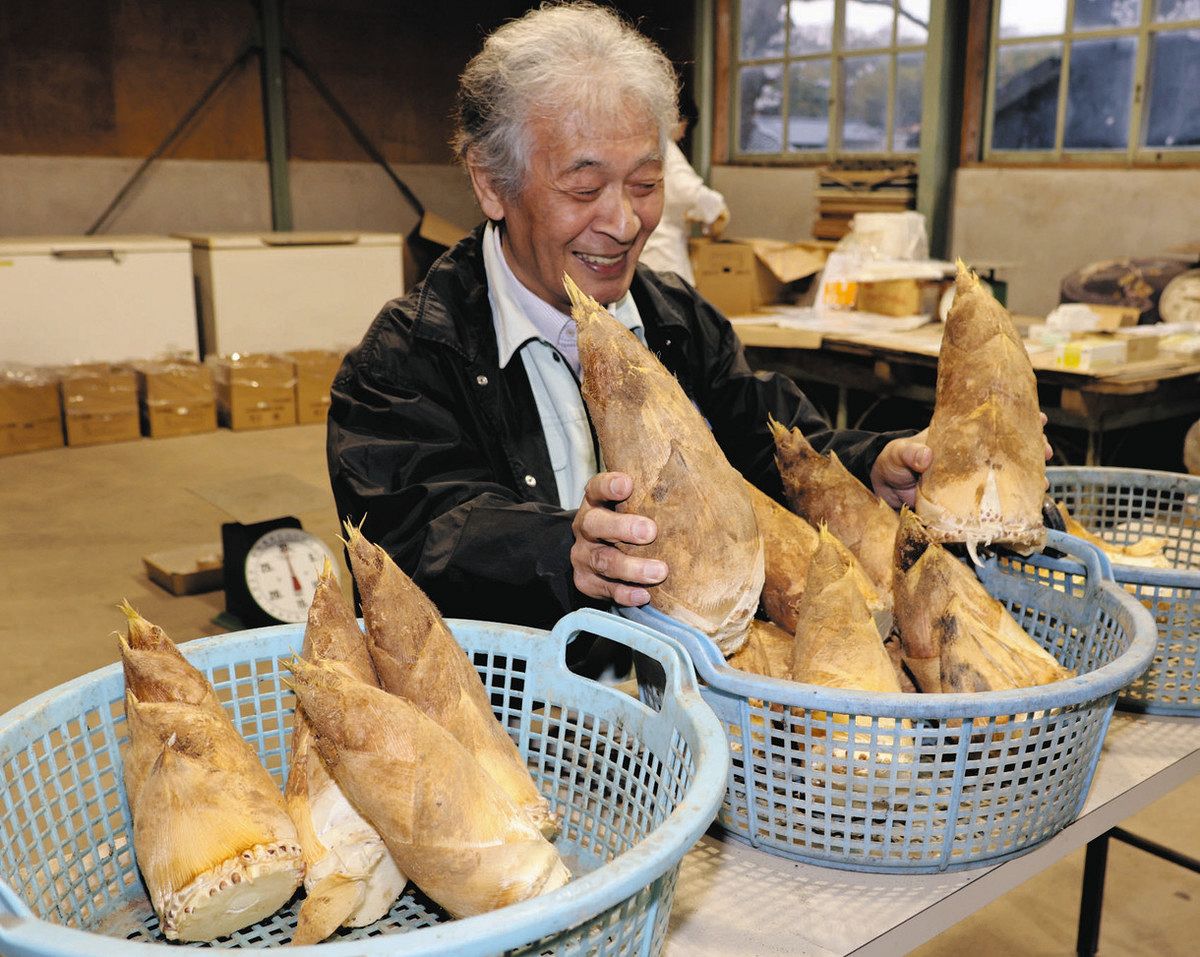 県産タケノコ 小松で初出荷 期待の表年「えぐみ少ない」：北陸中日新聞Web
