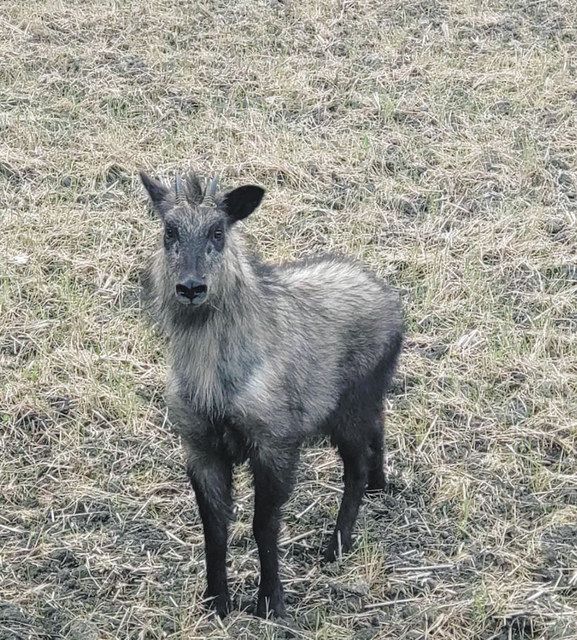 カモシカ 住宅街にカモシカ 東区・大瀬町：中日新聞しずおかWeb