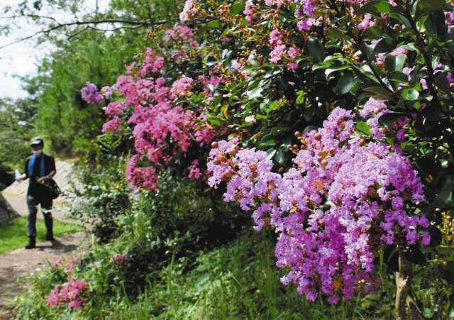 鮮やかなピンクと紫 上野森林公園でサルスベリ見頃 中日新聞web