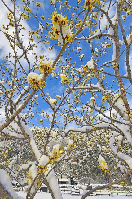 マンサクの花雪化粧 一乗谷朝倉氏遺跡で見頃 日刊県民福井web