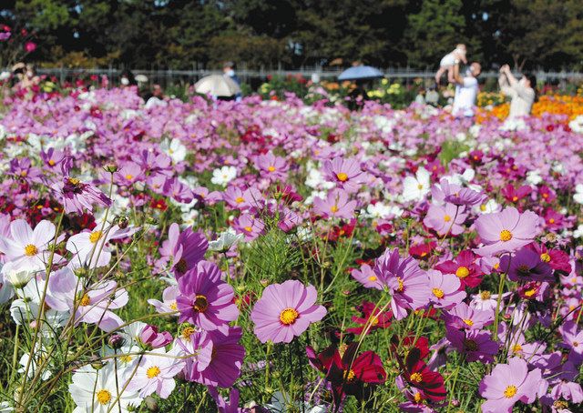 そよぐ風 コスモス色鮮やか なばなの里で見頃 中日新聞web