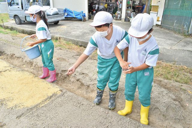 黒河マナ順調に育て 敦賀 児童ら種まき 水やり 日刊県民福井web