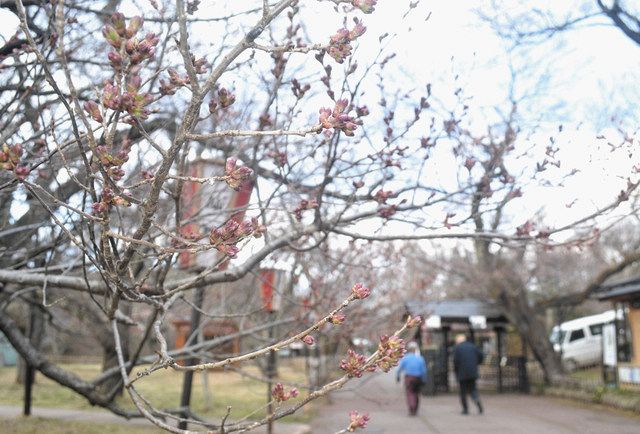 コロナ時代のお花見提案 ４月の高遠さくら祭り 宴会禁止に生中継ツアー 中日新聞web