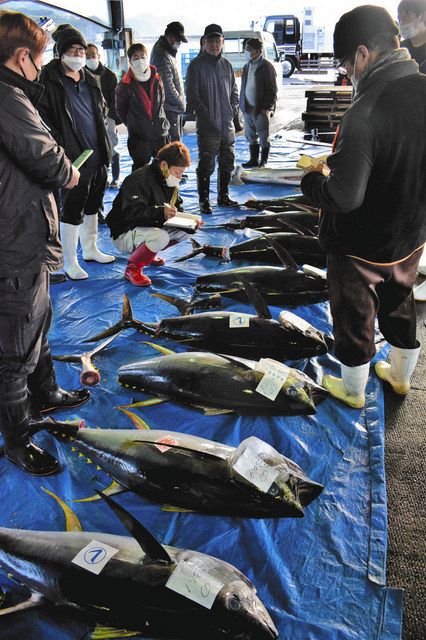マグロずらり並ぶ 尾鷲のはえ縄漁船、330匹を水揚げ：中日新聞Web