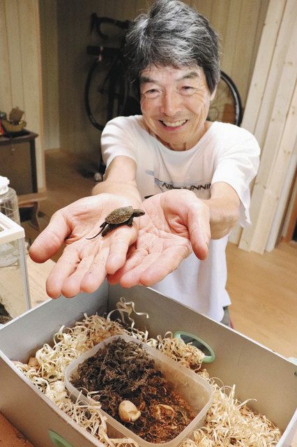 カメ４匹ふ化成功に笑顔 上石津 三輪さん 近所宅で産卵の５個預かる 中日新聞web