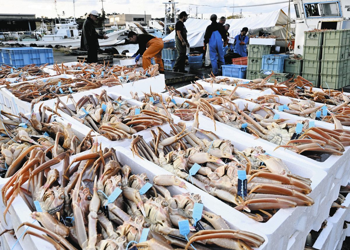 輝』け 被災地 ズワイ漁解禁 金沢で初競り 450万円：北陸中日新聞Web