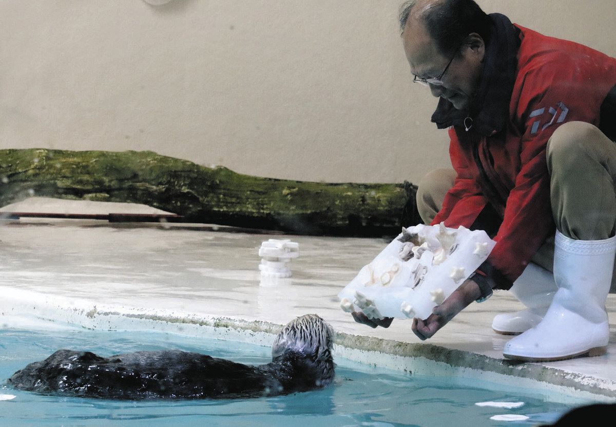 キラちゃん18歳おめでとう 鳥羽水族館、デザイン公募のケーキ贈る：中