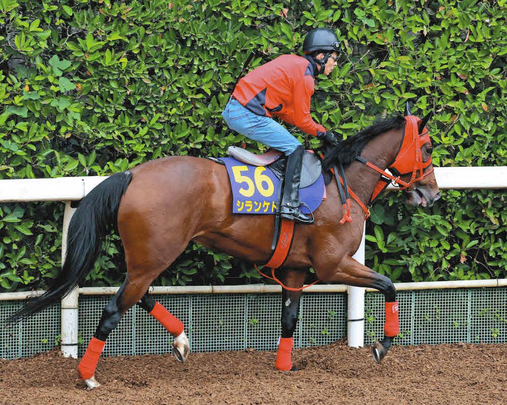 ザ・ロイヤルファミリー」サイン馬券で盛り上がる 日高地方の馬に注目