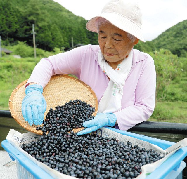 今年も味ばっちり」 高山・清見でブルーベリーの収穫最盛期：中日新聞Web
