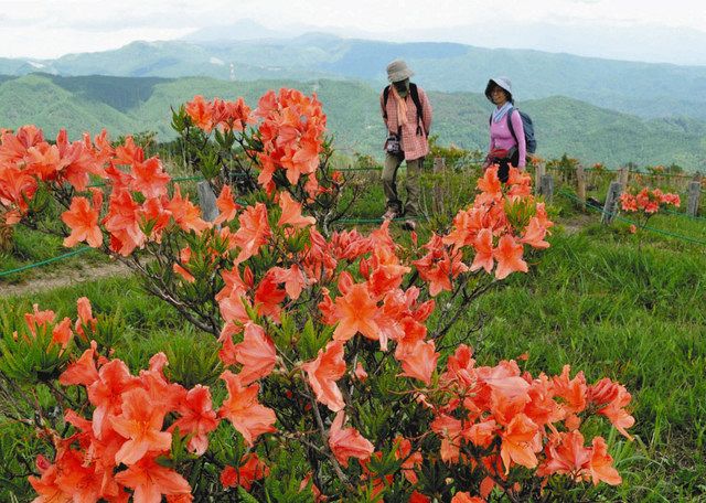山上の花園 レンゲツツジ見頃 高ボッチ高原 中日新聞web 山上の花園 レンゲツツジ見頃 高ボッチ高原 中日新聞web