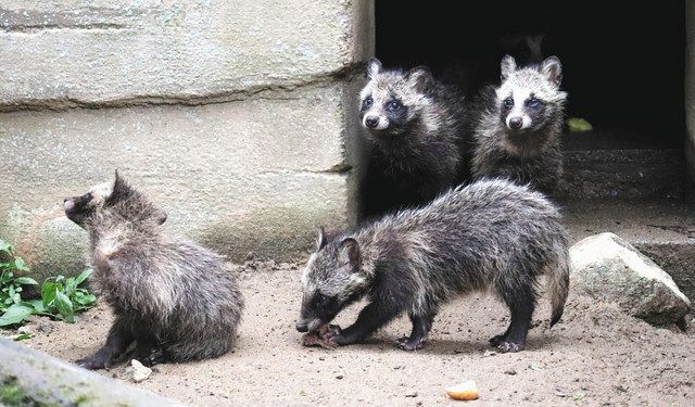 子ダヌキ成長順調 5匹の公開始める ファミリーパーク：北陸中日新聞Web