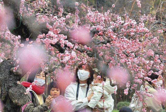 かれんに春告げる 名古屋で梅見頃 中日新聞web