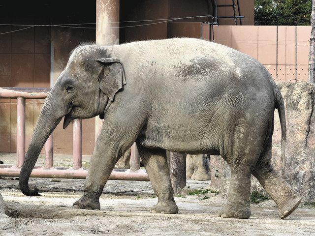 東山のアジアゾウ「アヌラ」が妊娠　２２年５〜６月に出産