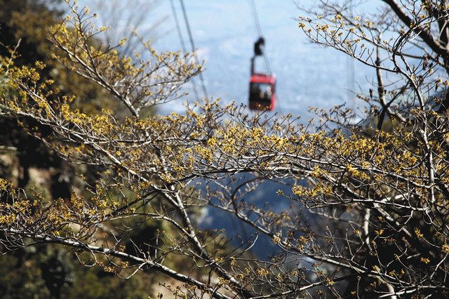 マンサク、黄色い春の花 菰野・御在所岳：中日新聞Web