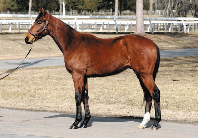 ひ孫世代にも父系広げるサンデーサイレンス系 今年はアルアイン