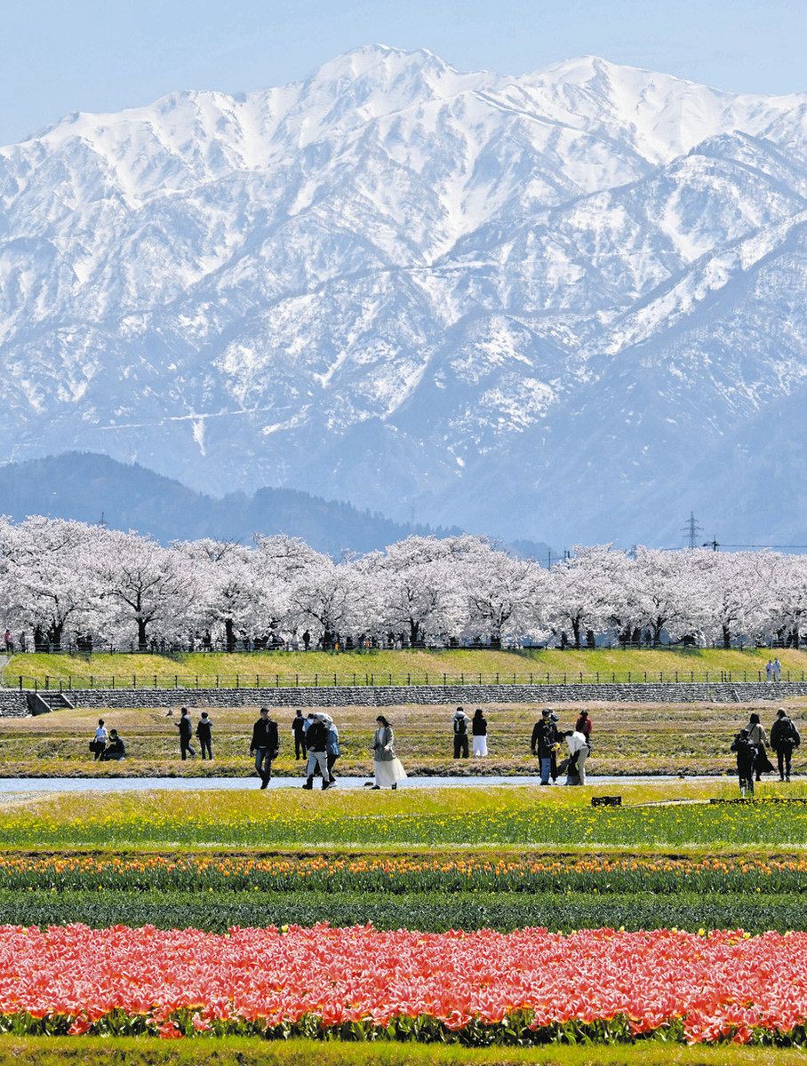富山】山と花 故郷の錦 朝日・舟川沿い 「春の四重奏」今年も：北陸中