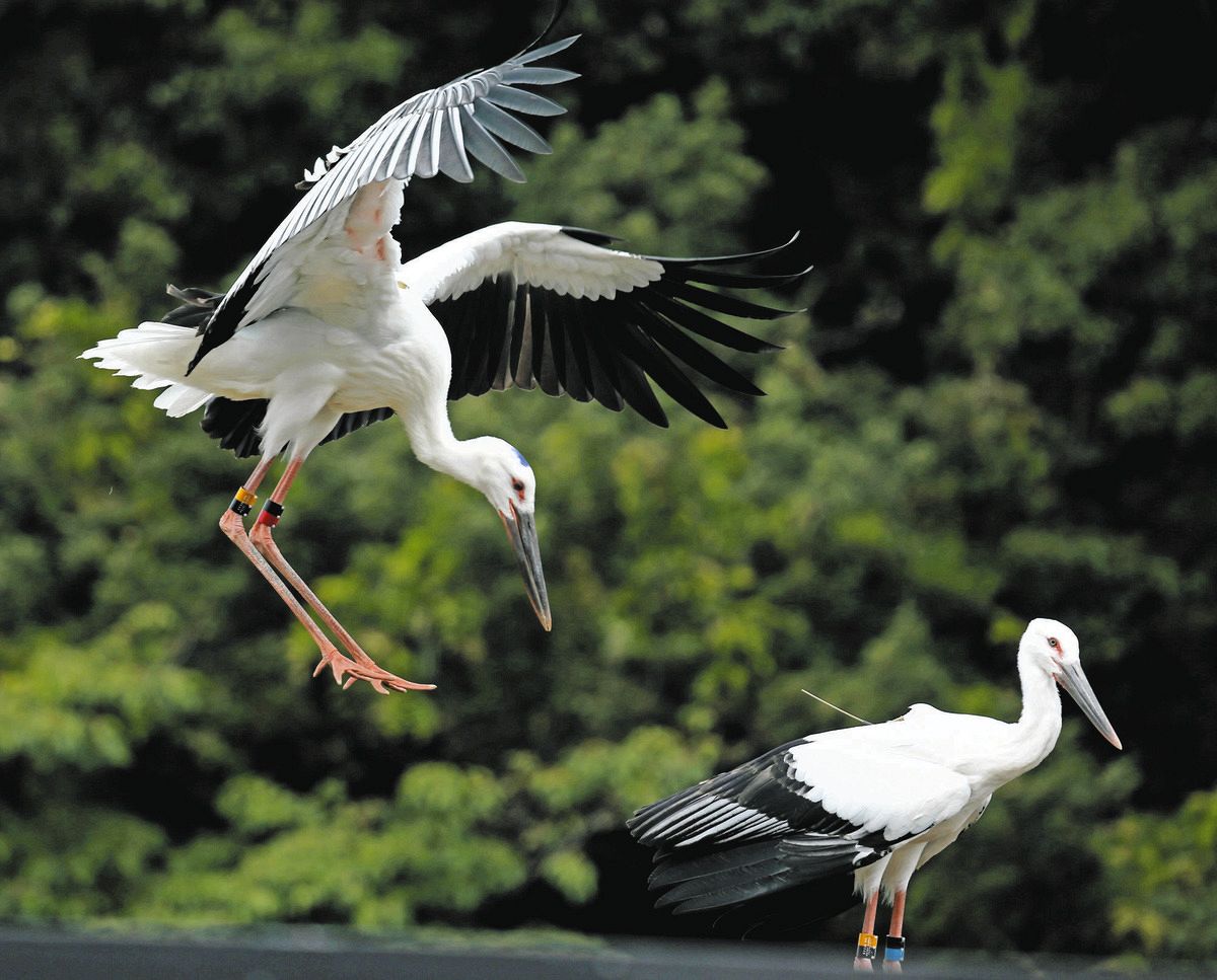 きずなょ やすらかに 県西部飛来コウノトリ、物怖じせず人気