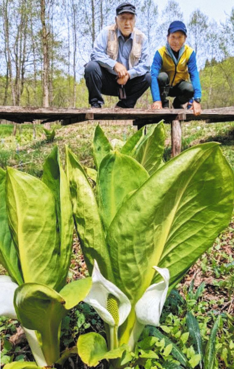 純白ミズバショウ “開花” 氷見「水芭蕉園」 ：北陸中日新聞Web