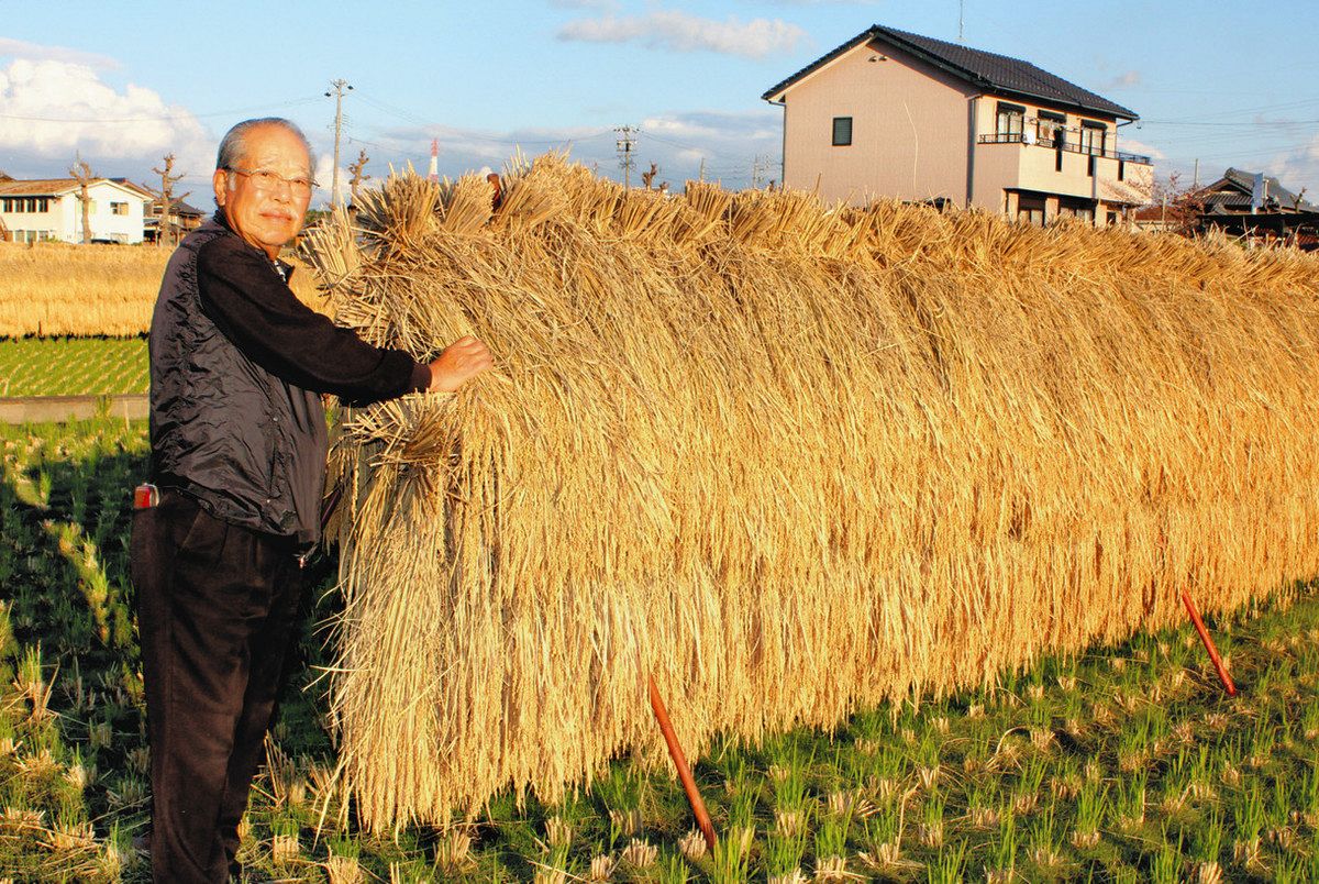 日を浴び黄金色に輝く稲の束 江南の佐藤さん、70歳で米作りの道に：中日新聞Web