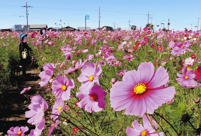 ピンクや白に咲き誇るコスモス畑 甲良で見ごろ 中日新聞web