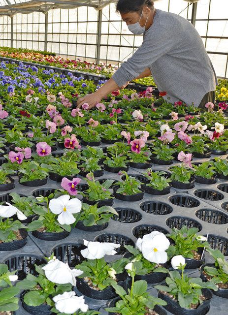 寒くても庭を華やかに 豊明 パンジー出荷最盛期 中日新聞web