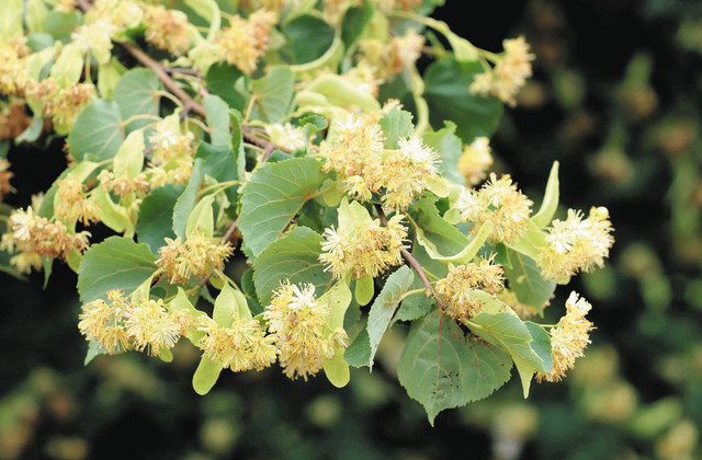 小さな淡い黄色の花 関の円福寺で菩提樹が見頃：中日新聞Web