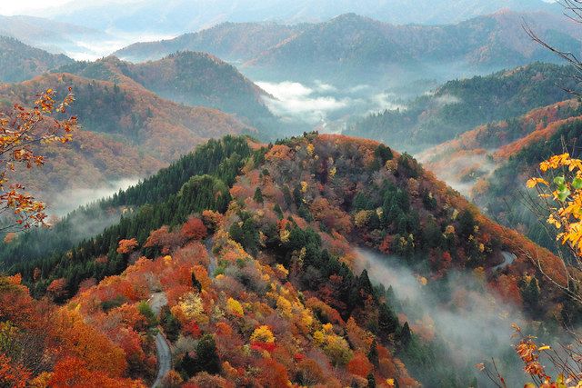 たなびく雲海、紅葉しっとり 朽木の林道：中日新聞Web