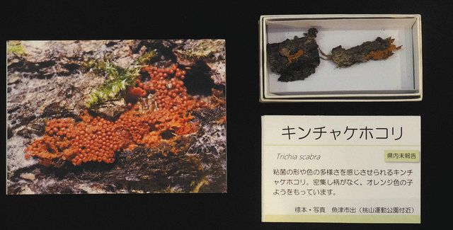 ☆ 生物系粘菌学を学ぶ人向け稀少本南方熊楠菌誌二冊と粘菌驚くべき