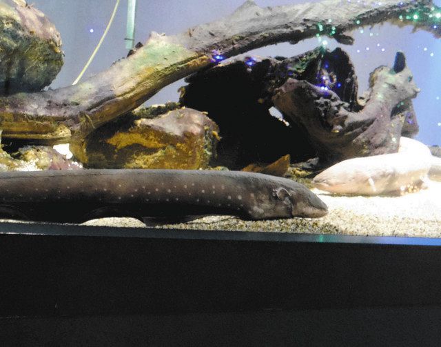 デンキウナギの放電で点灯 鳥羽水族館 ツリーにｌｅｄ２０００球 中日新聞web