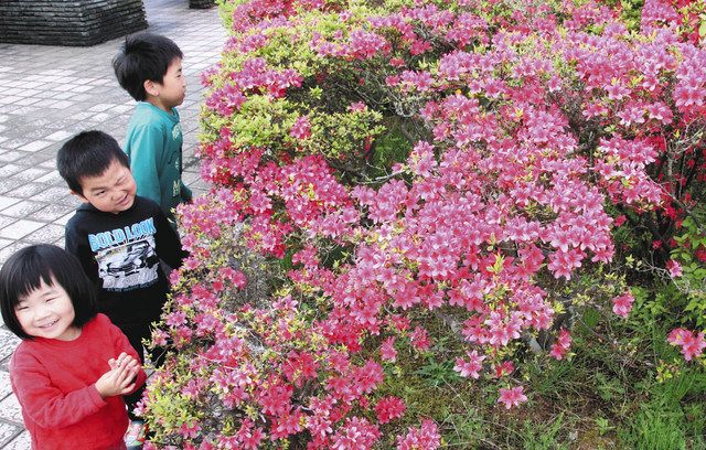 花壇まぶしい赤色に 木場潟公園 北陸中日新聞web