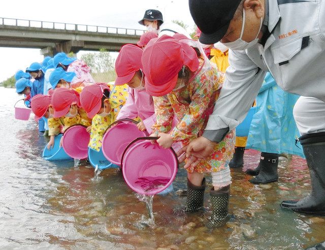 元気でね 稚アユ放流 小矢部川に園児２万匹 北陸中日新聞web