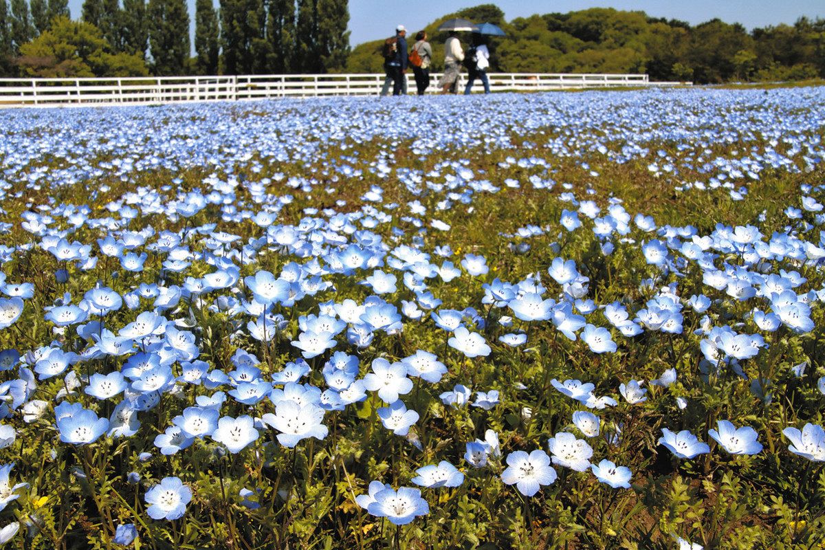 青いネモフィラ、花畑を染める 日野・ブルーメの丘：中日新聞Web