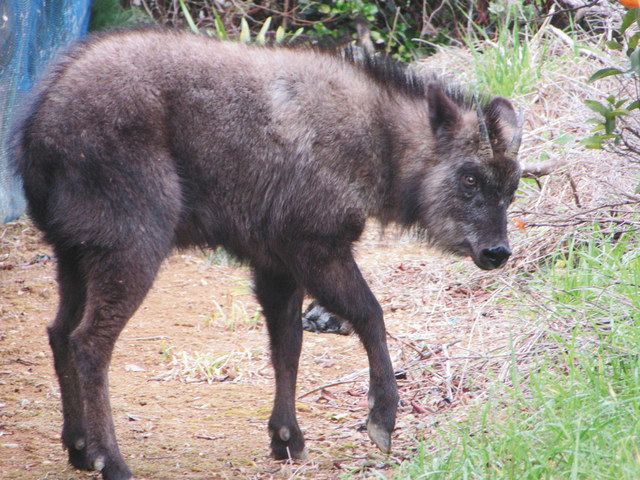 浜松の住宅街に ニホンカモシカ 中日新聞しずおかweb