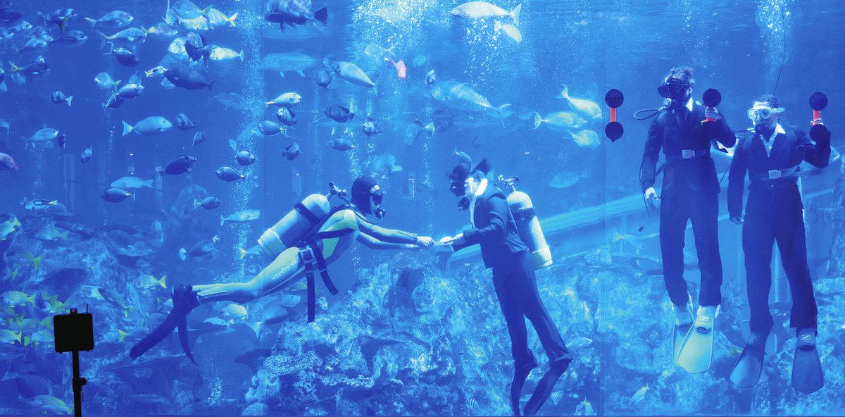 鳥羽水族館で「水中入社式」 辞令交付はアオウミガメに見守られて…：中