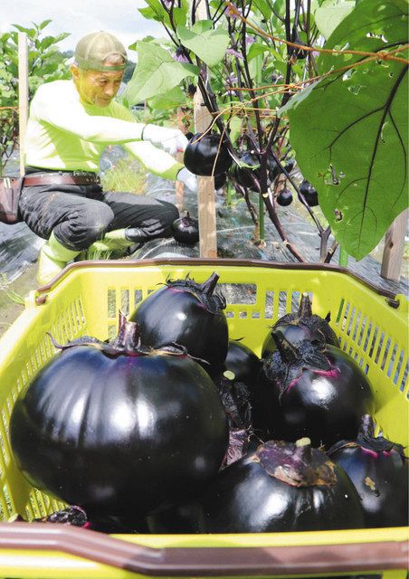 収穫された伝統野菜の杉谷なすび＝甲賀市甲南町杉谷で
