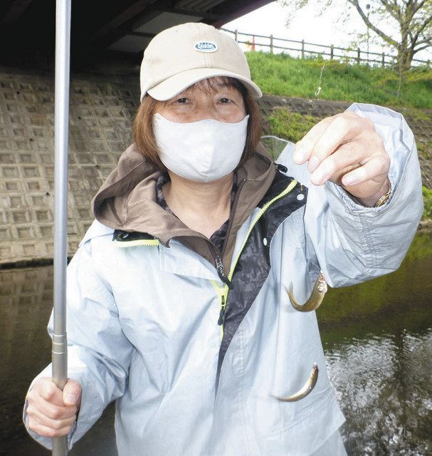 小アユ面白いぞ 滋賀県彦根市 芹川 中日スポーツ 東京中日スポーツ