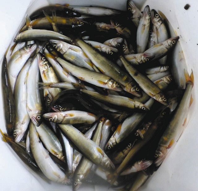 小アユ面白いぞ 滋賀県彦根市 芹川 中日スポーツ 東京中日スポーツ