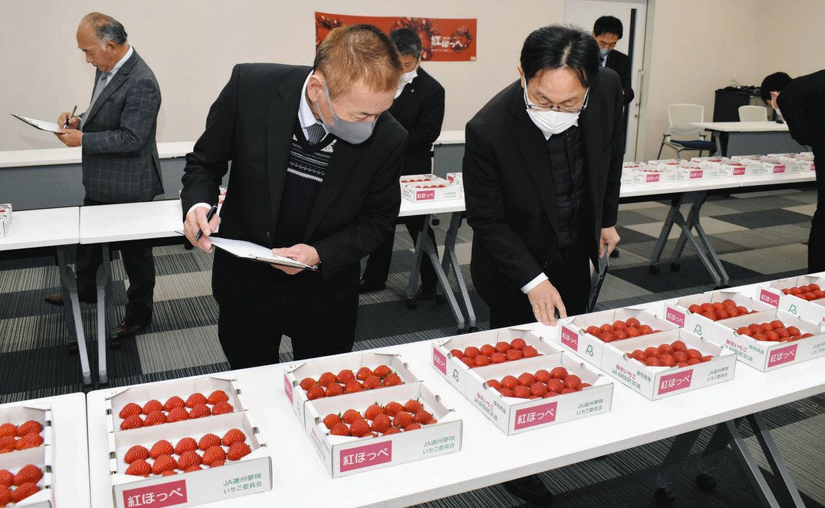 丹精込めたイチゴの甘み上々 JA遠州夢咲いちご委員会の果実品評会：中