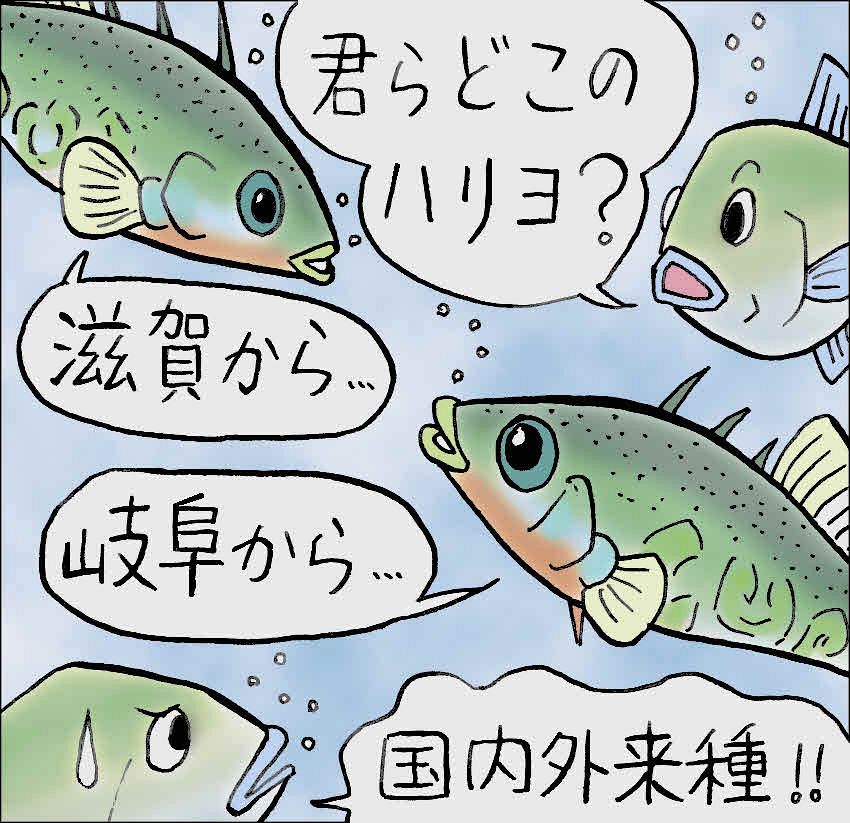 ３７６ 絶滅危惧種と外来種の狭間で 琵琶湖博物館 金尾滋史 中日新聞web