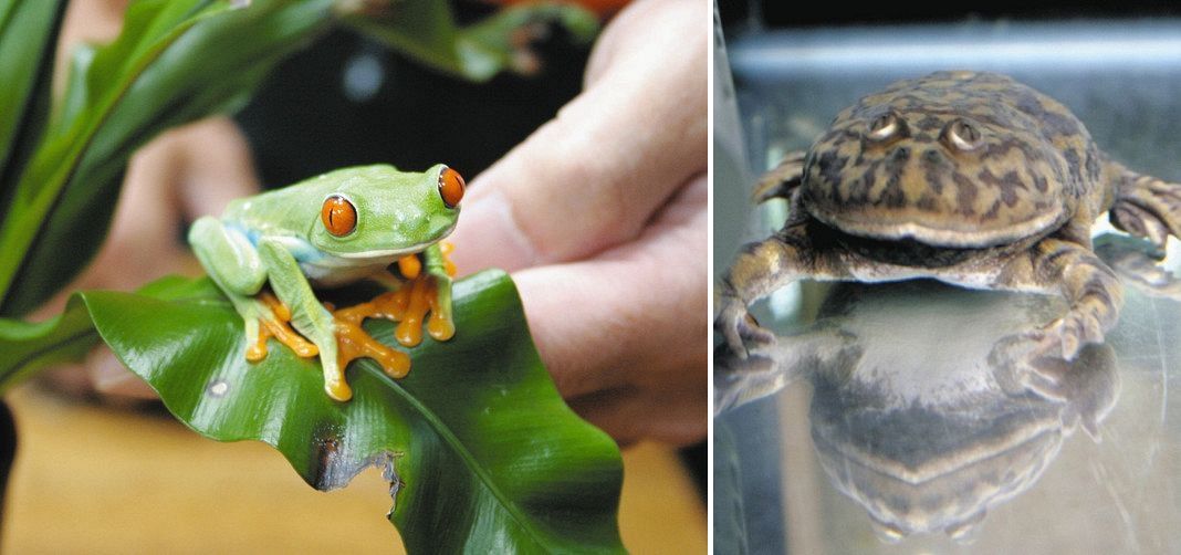 かえるケロケロ18種類45匹 国営アルプスあづみの公園で名物企画