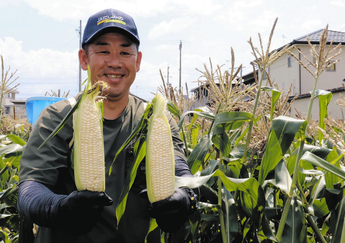 大垣・小林さんが白いトウモロコシ収穫 住宅街の休耕田を活用、甘み