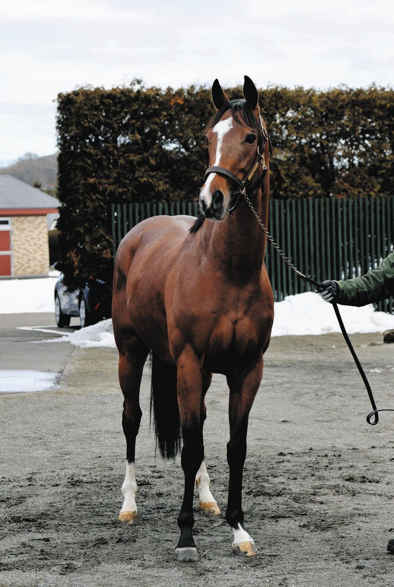 キタサンブラック後継種牡馬として熱視線 ソールオリエンスが元気に