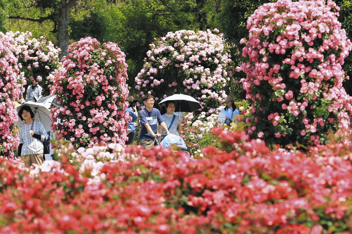 一面のバラ、漂う甘い香り 岐阜県可児市のバラ園「ぎふワールド