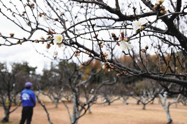 梅 早くも開花 岡崎の南公園 中日新聞web