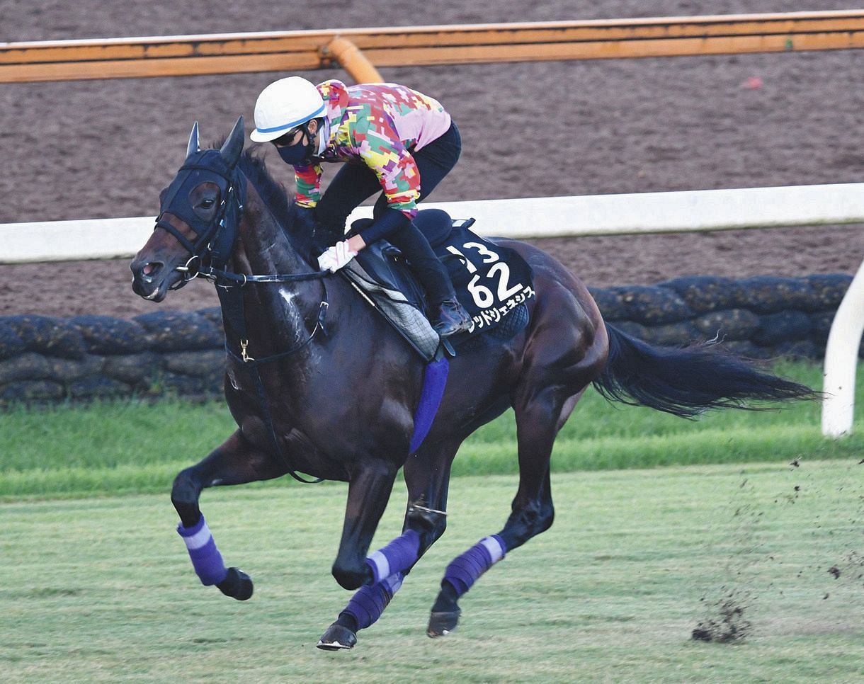 レッドジェネシスが阪神・カノープスSでダート初挑戦へ【競馬】：中日スポーツ・東京中日スポーツ